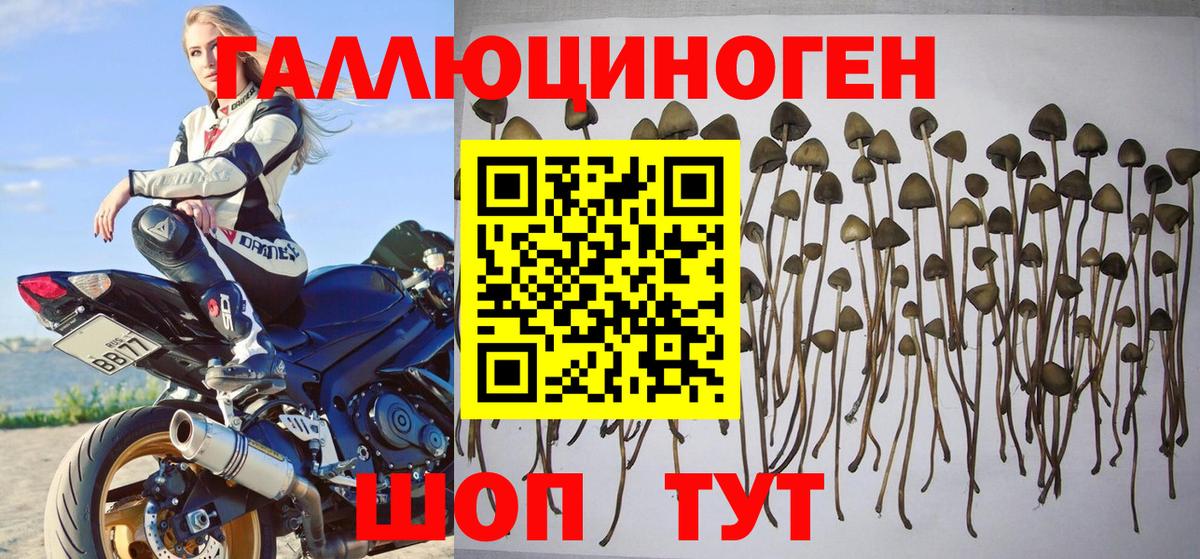 Минусинск  Псилоцибиновые грибы Psilocybine cubensis  Вход с VPN 