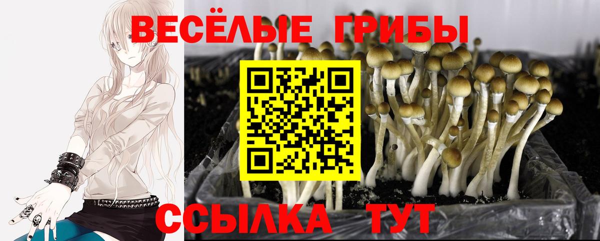 Галлюциногенные грибы мухоморы Минусинск